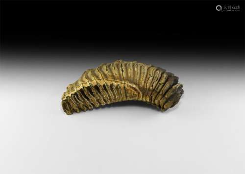 Natural History - Large Woolly Mammoth Tooth