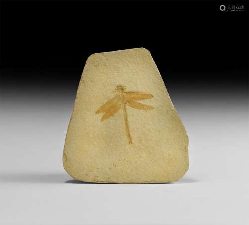 Natural History - Dragonfly Fossil