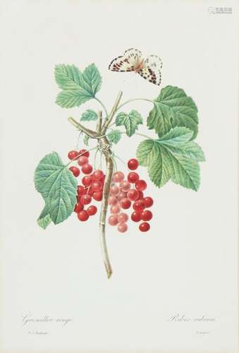 PAIR OF BOTANICAL PRINTS