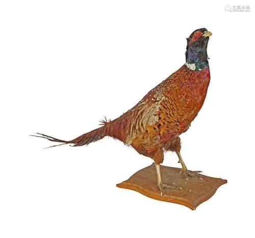 TAXIDERMY: PHEASANT