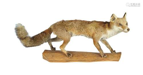 TAXIDERMY: FOX