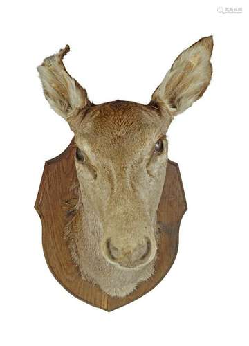 TAXIDERMY: DEER'S HEAD