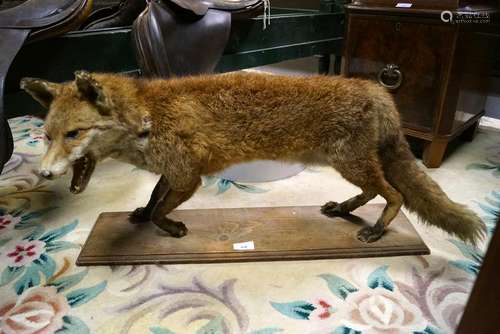 TAXIDERMY: FOX