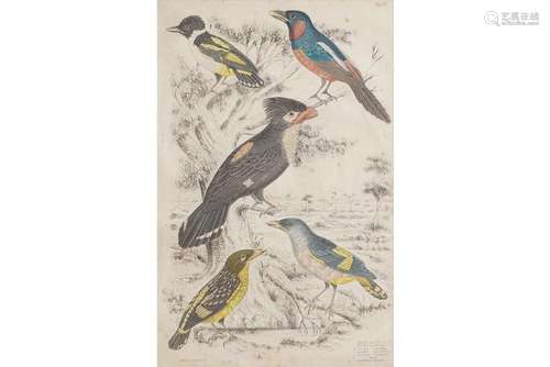 ORNITHOLOGICAL INTEREST, 18TH-CENTURY