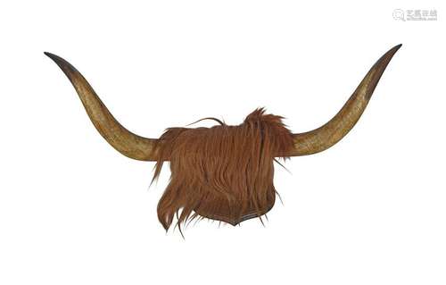 TAXIDERMY: PAIR OF MOUNTED BUFFALO HORNS