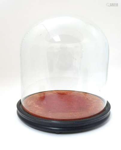 Taxidermy dome: a Victorian clear glass dome on