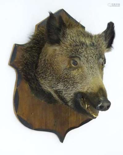 Taxidermy: a French wild boar's head mounted onto a