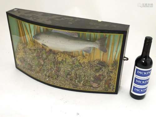 Taxidermy: a late 20thC cast mount of a Grayling