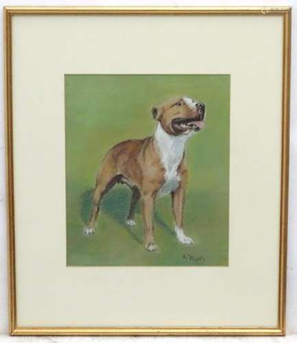 A Wardle XX, Canine School, Pastels, A brindle