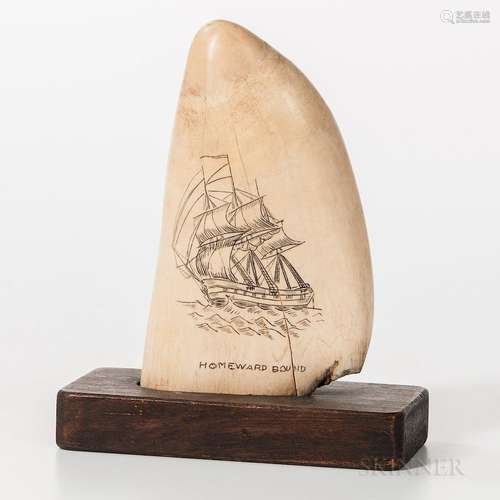 Scrimshaw Whale's Tooth