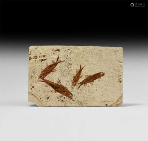 Natural History - Fossil Fish Mortality Plate