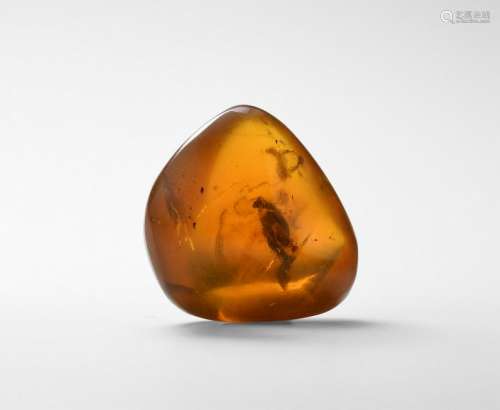 Natural History - Insects in Amber
