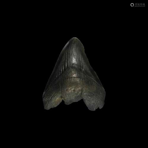 Large Megalodon Fossil Shark Tooth