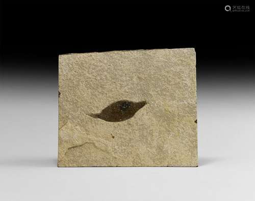 Natural History - Chestnut Leaf Fossil