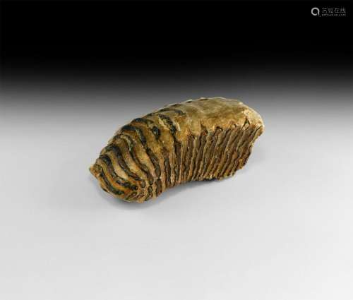 Natural History - British Woolly Mammoth Tooth