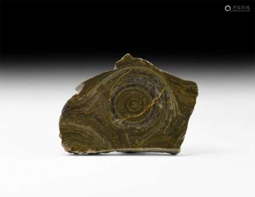 Australian Polished Fossil Stromatolite Slice