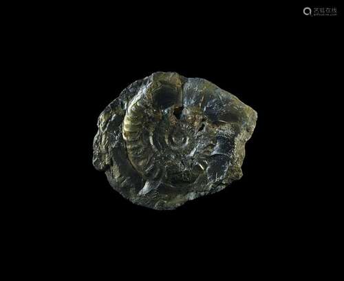 Natural History British Ammonite Fossil