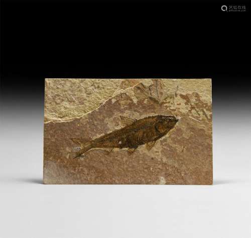 Natural History - Knightia Alta Fossil Fish