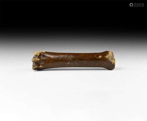Natural History British Horse Fossil Leg Bone