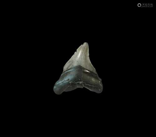 Megalodon Giant Shark Fossil Tooth