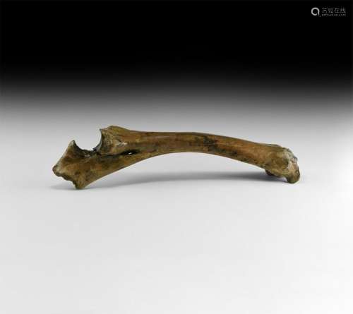 British Horse Metapodial Fossil Bone