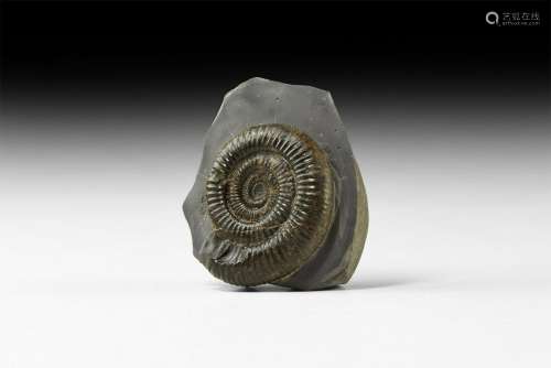 British Dactylioceras Fossil Ammonite