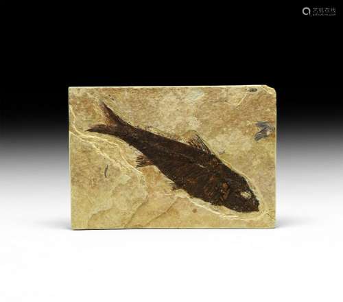 Natural History Knightia Alta Fossil Fish