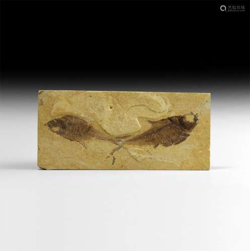 Natural History - Diplomystus Fossil Fish