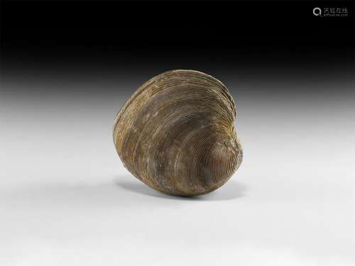 Natural History - Giant Bivalve Fossil