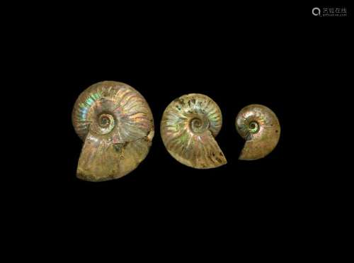 Opal Lustre Fossil Ammonite Group