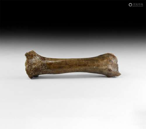 Natural History - British Bison Fossil Leg Bone