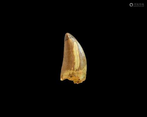Natural History - African 'T-Rex' Fossil Tooth