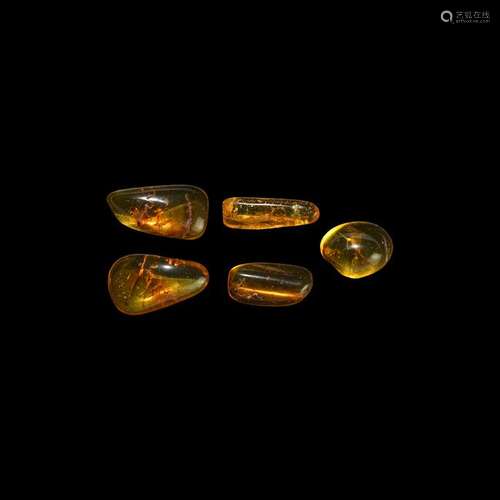 Natural History - Insects in Baltic Amber Group