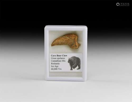 Natural History - Cave Bear Claw