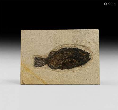 Natural History - Priscacara Fossil Fish