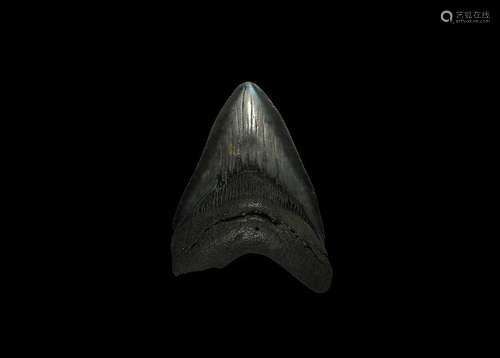 Natural History - Megalodon Shark Fossil Tooth