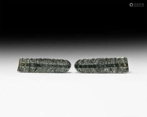 Natural History - Polished Fossil Orthoceras