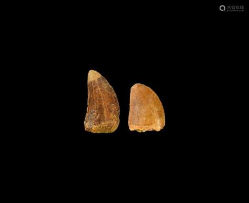 Natural History - African 'T-Rex' Fossil Tooth Group