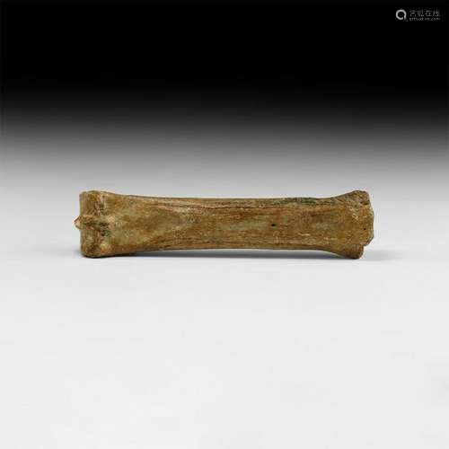 Natural History British Horse Fossil Leg Bone