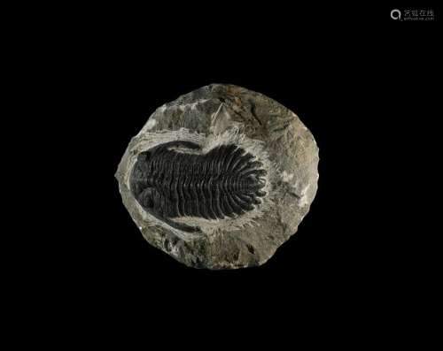 Metacanthina Barrandei Fossil Trilobite