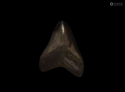 Natural History - Megalodon Fossil Shark Tooth