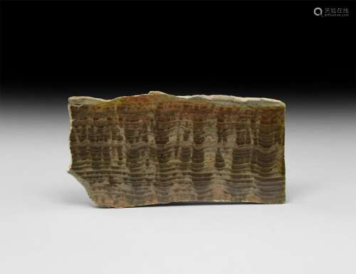 Australian Polished Stromatolite Fossil Slice