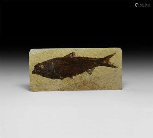Natural History Knightia Alta Fish Fossil