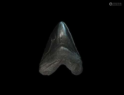 Natural History - Megalodon Shark Fossil Tooth