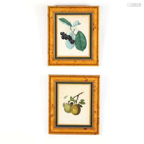 Pair of 19th-Century Framed Fruit Chromolithographs