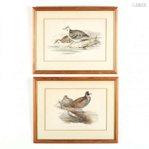 Two Gould and Richter Bird Prints