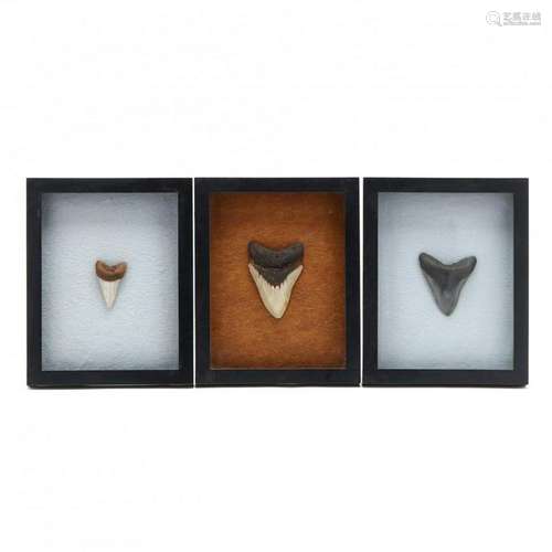 Three Framed Megalodon Teeth