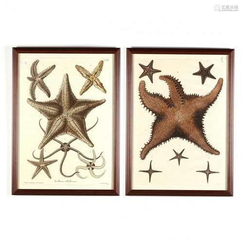 Large Pair of Framed Starfish Prints